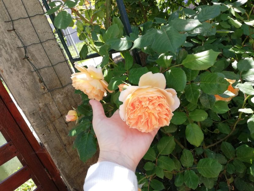  - Crown Princess Margareta