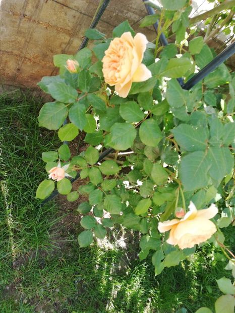  - Crown Princess Margareta