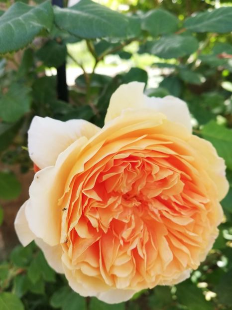  - Crown Princess Margareta