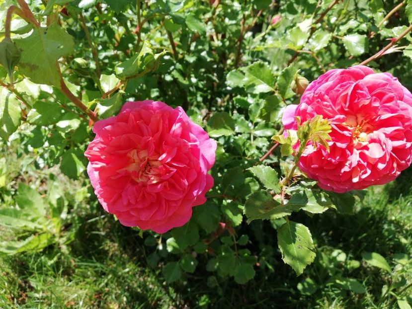  - Christopher Marlowe