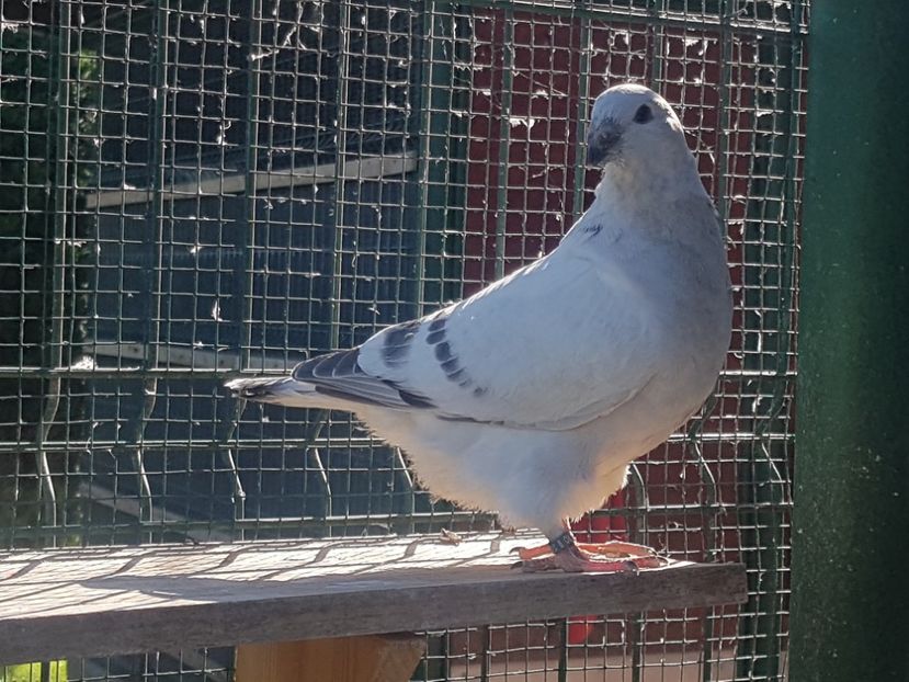 M-8808-20 - 0-VRdF-TINERET-2020