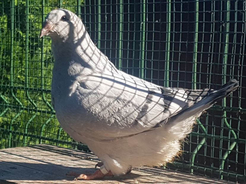 F-8804-20 - 0-VRdF-TINERET-2020