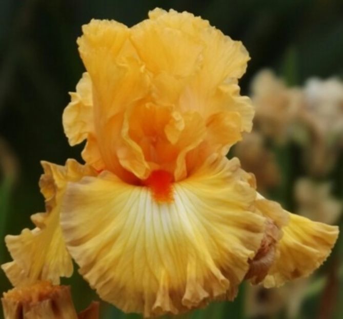 Sunset Boulevard - Irisi -dorinte 2020