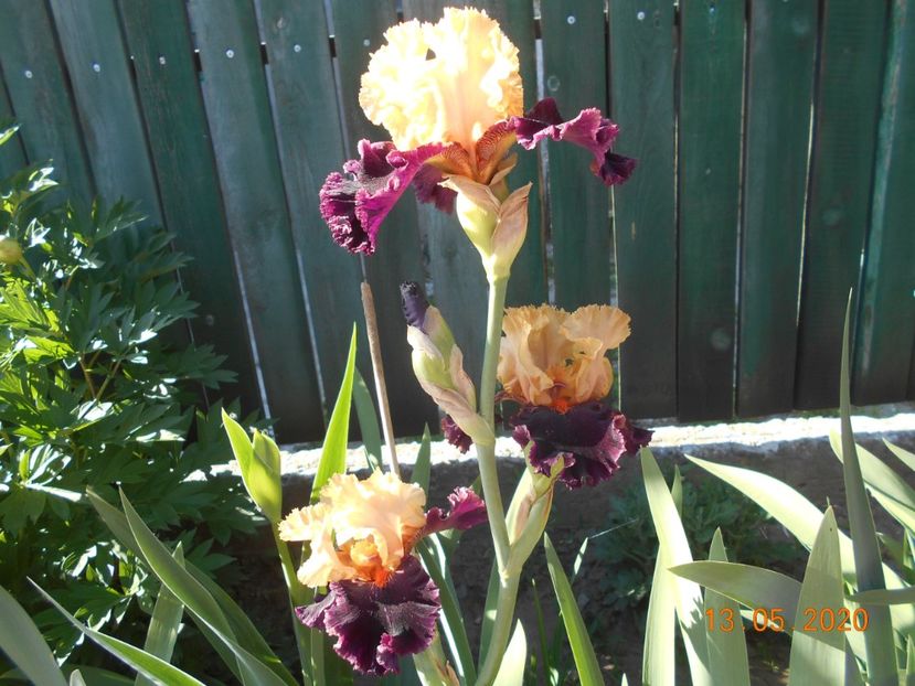 Ocelot - 1Irisi 2020