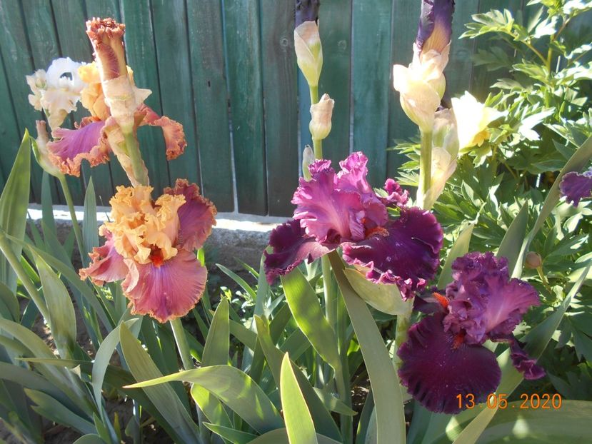 Glamazon si Up in Flame - 1Irisi 2020