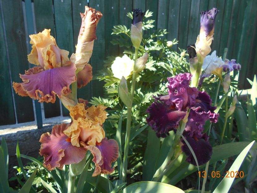 Glamazone si Up in Flame - 1Irisi 2020