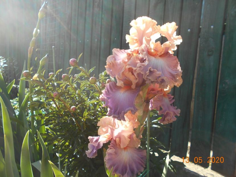 Photogenic - 1Irisi 2020