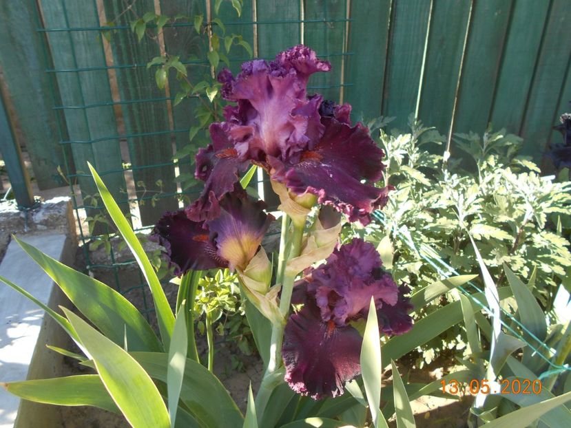 Up in Flame - 1Irisi 2020