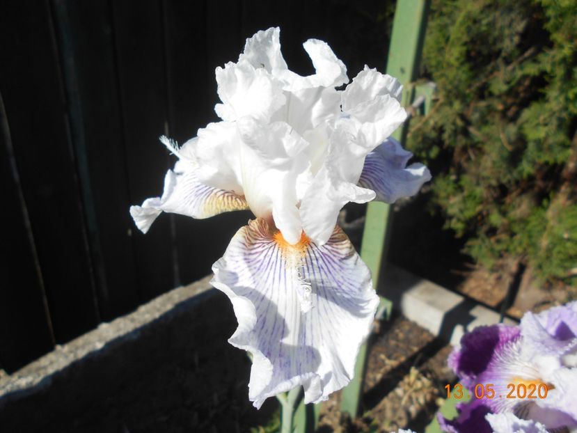 Oasy Cameck - 1Irisi 2020