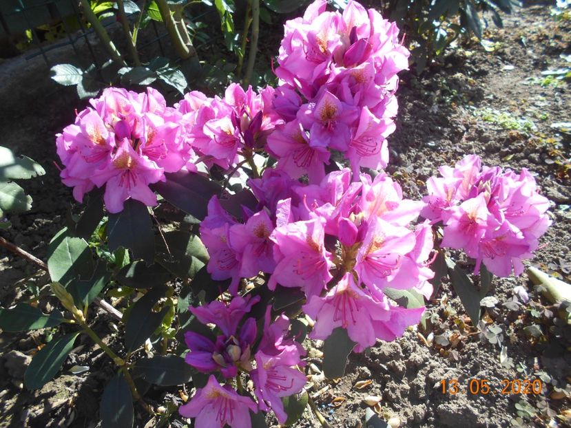 Roz fn - 1Azalee-rhododendroni-heleborusi-hortensii-hoste 2020