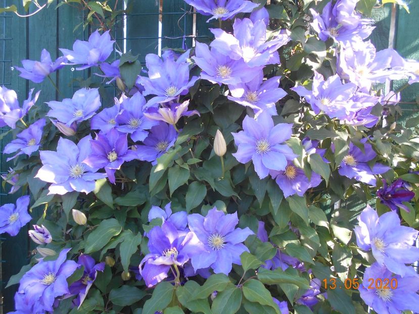  - 1Clematite 2020