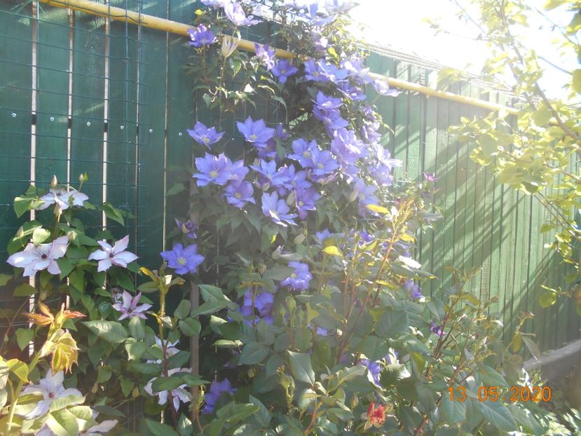  - 1Clematite 2020