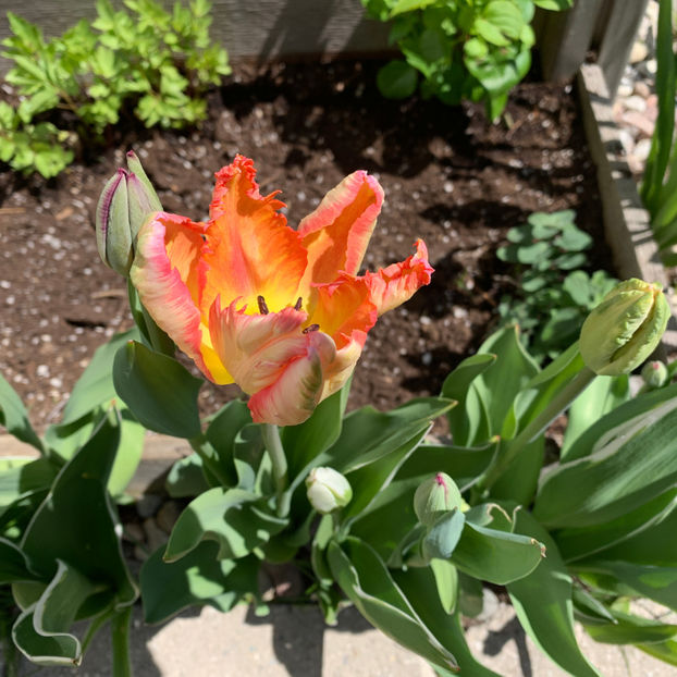  - Jurnalul gradinii 2020