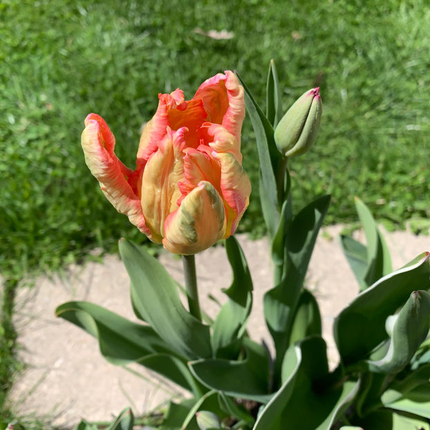  - Jurnalul gradinii 2020