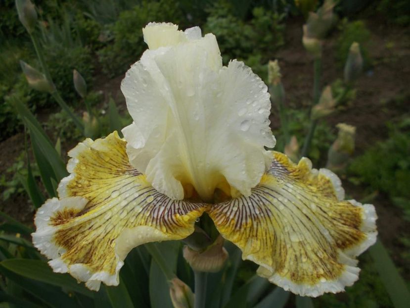 Spring madness - done - Irisii mei - comenzi