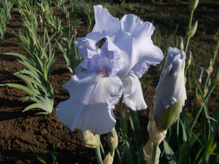 Blue Saphire - done - Irisii mei - comenzi