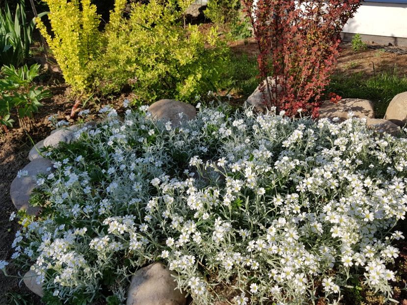  - 2020 Mai _Idilic Garden