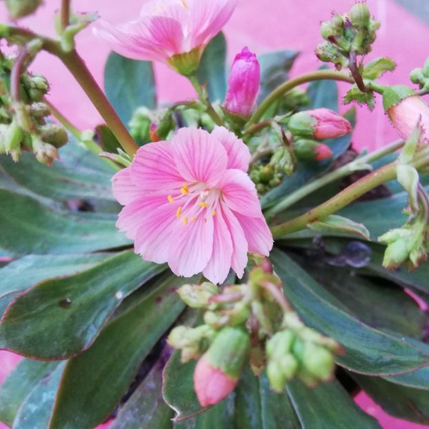  - 0 0-2020-2023 curtea cu toate cele!