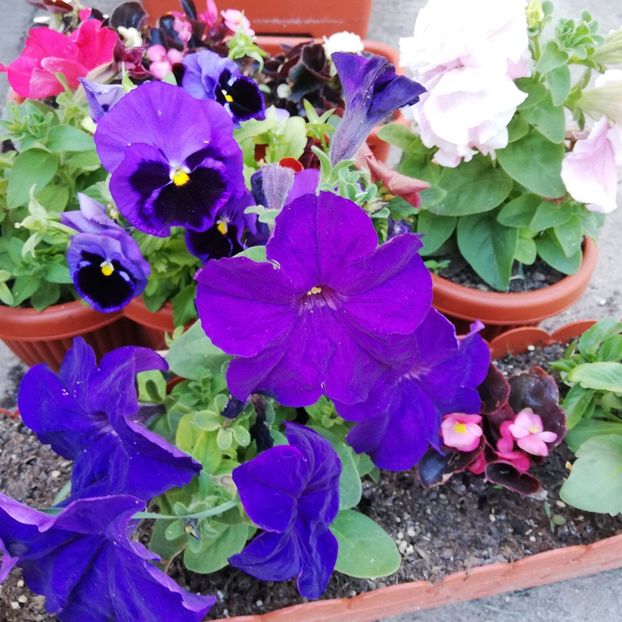  - 0 0-2020-2023 curtea cu toate cele!