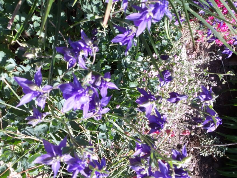  - Flori de grădină-2020