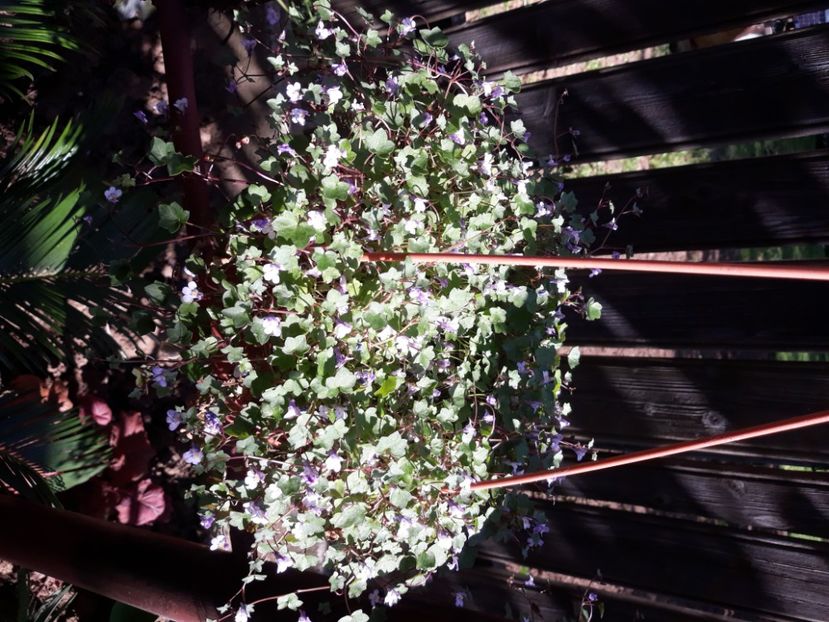  - Flori de grădină-2020