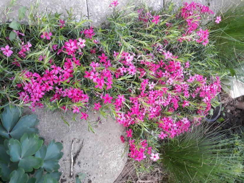  - Flori de grădină-2020