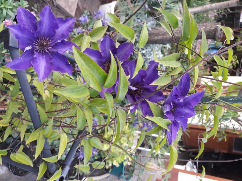  - Flori de grădină-2020