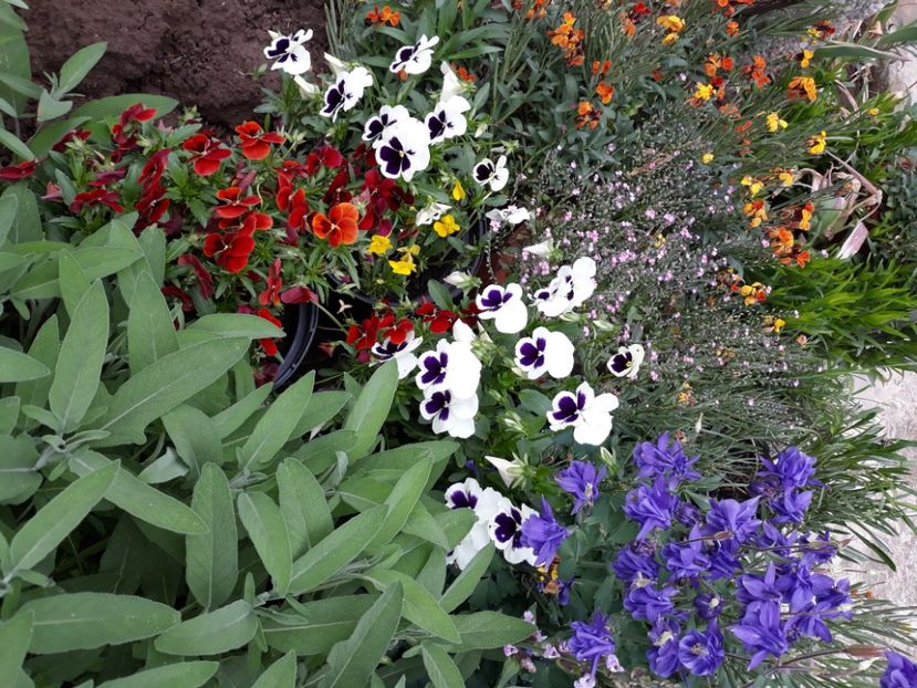  - Flori de grădină-2020