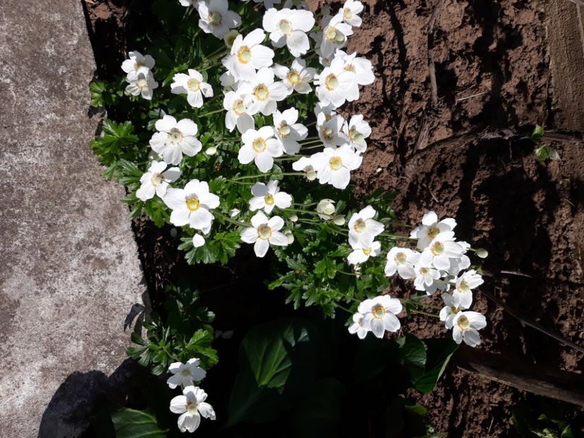  - Flori de grădină-2020