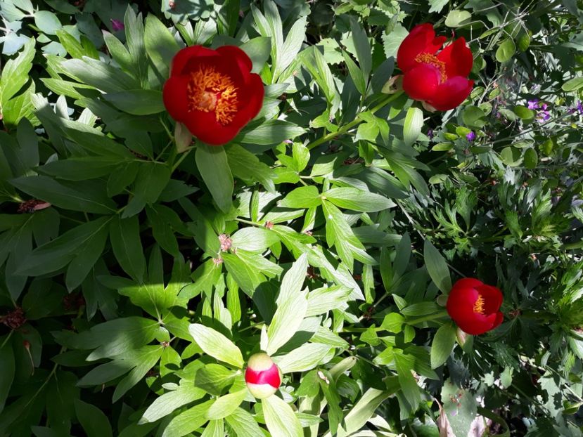  - Flori de grădină-2020