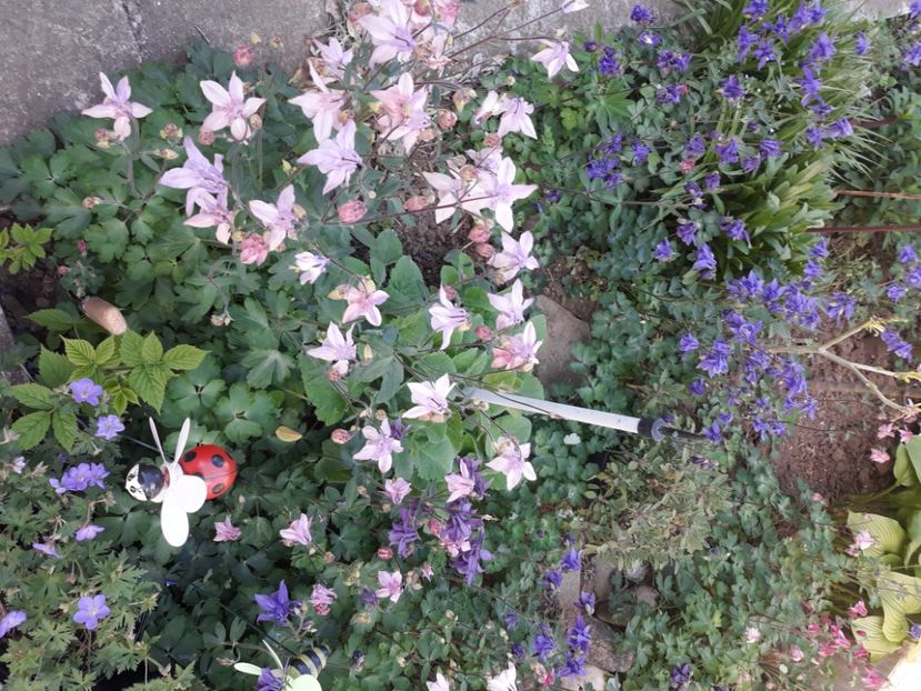  - Flori de grădină-2020