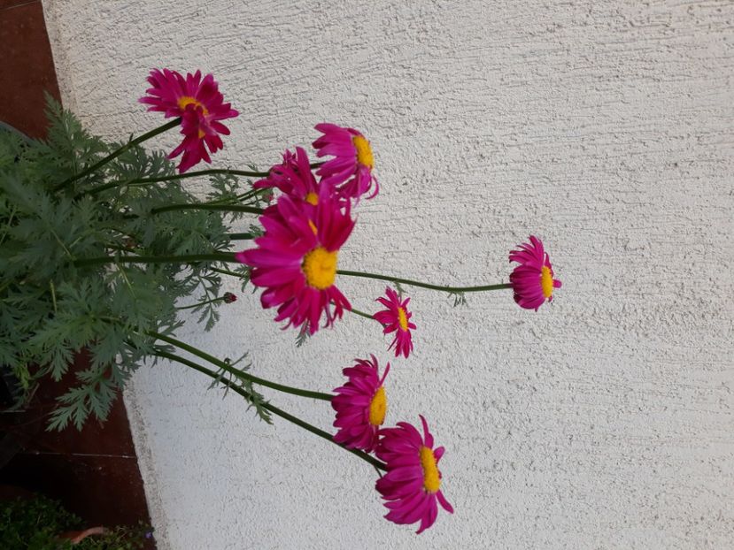  - Flori de grădină-2020