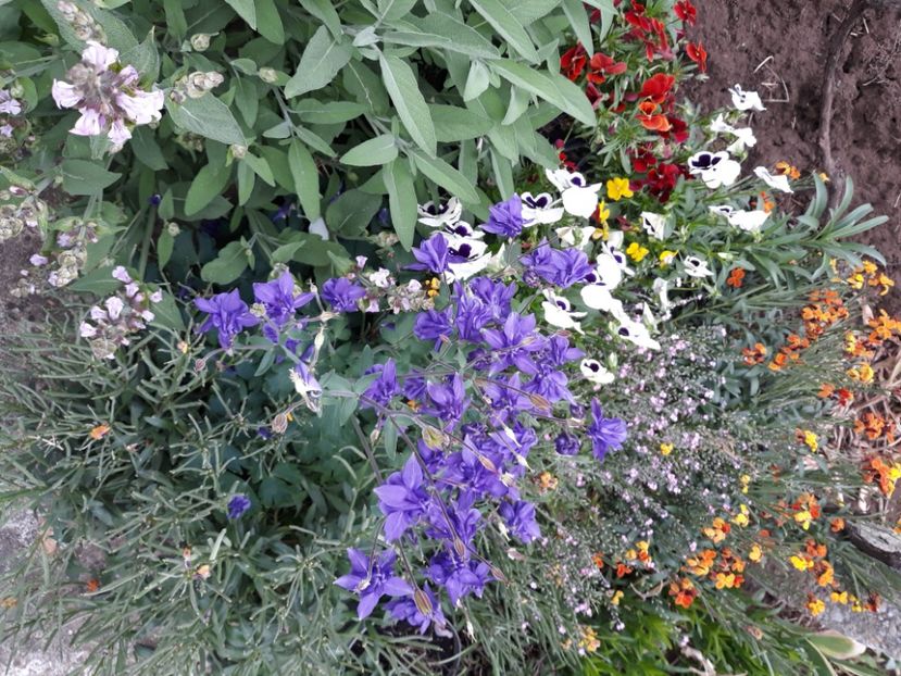  - Flori de grădină-2020