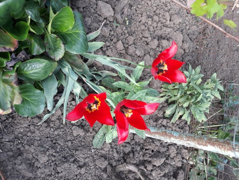  - Flori de grădină-2020