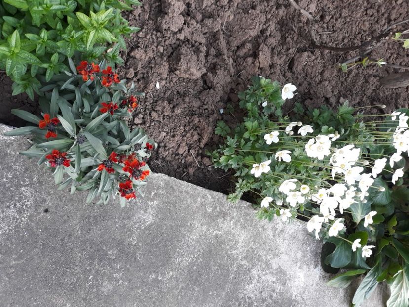  - Flori de grădină-2020