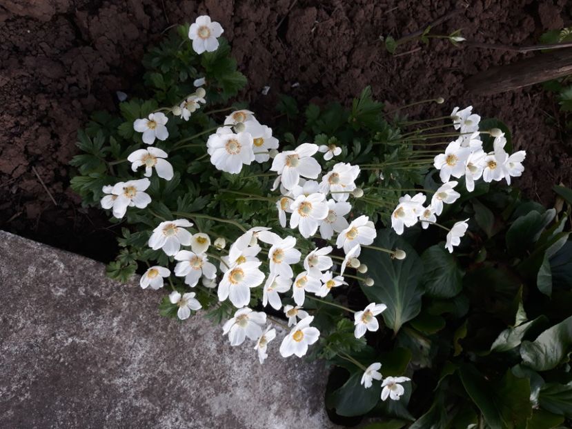  - Flori de grădină-2020