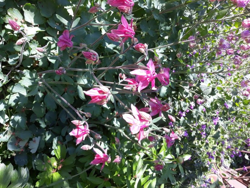  - Flori de grădină-2020