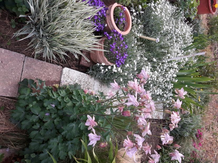  - Flori de grădină-2020