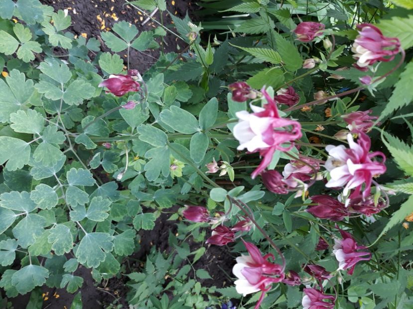  - Flori de grădină-2020