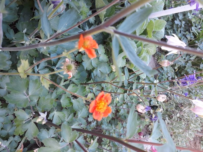  - Flori de grădină-2020