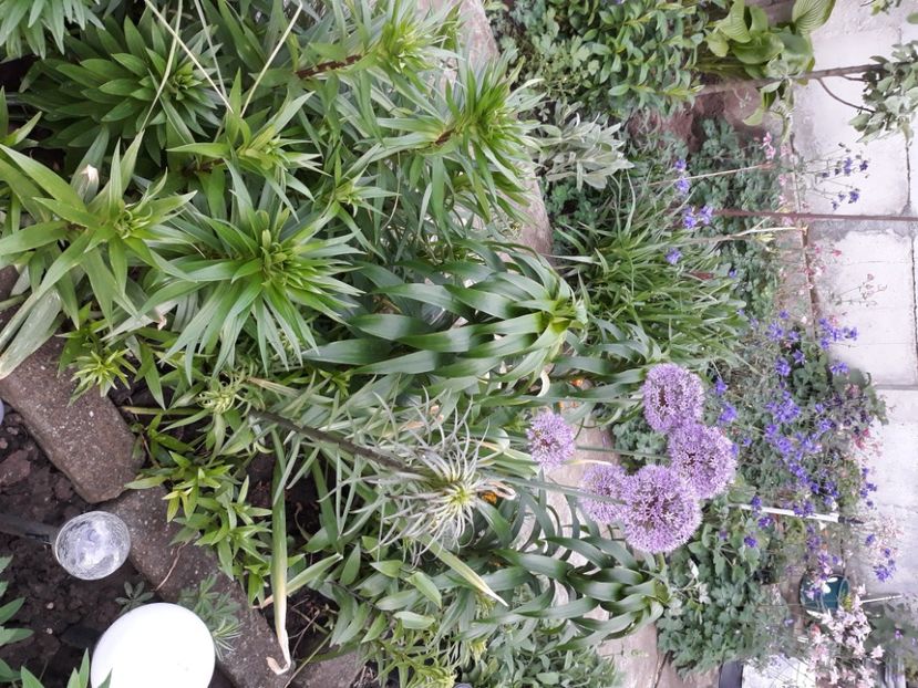  - Flori de grădină-2020