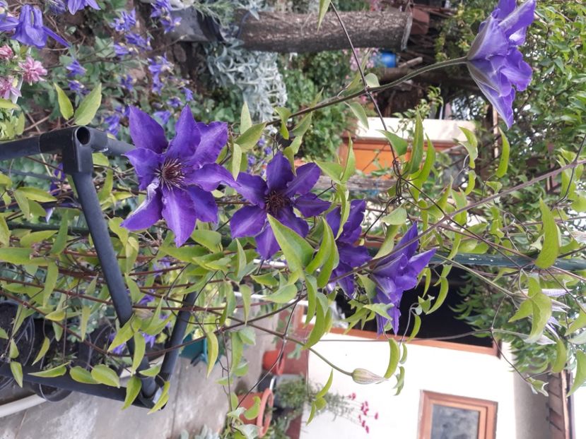  - Flori de grădină-2020