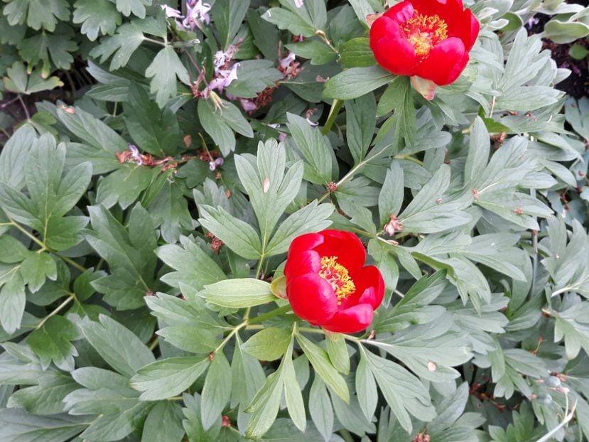  - Flori de grădină-2020