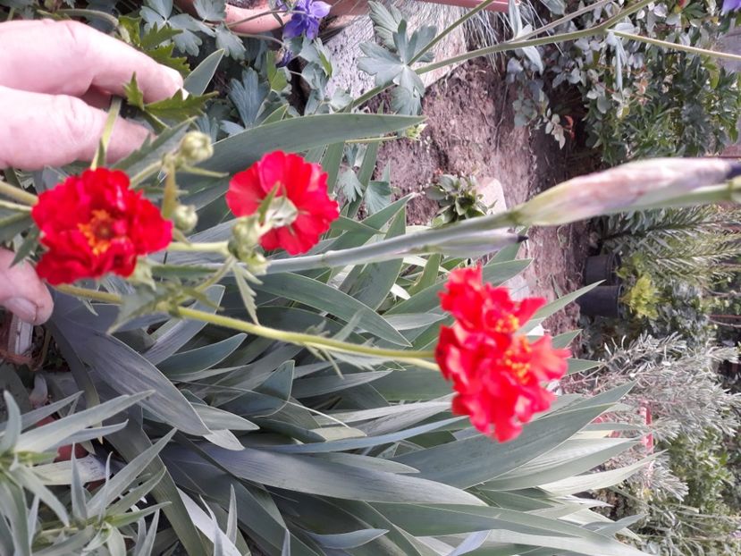  - Flori de grădină-2020