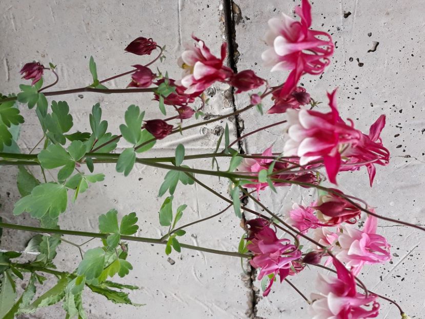  - Flori de grădină-2020