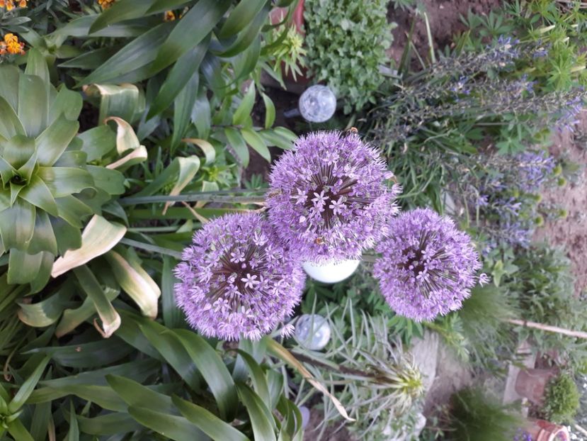  - Flori de grădină-2020