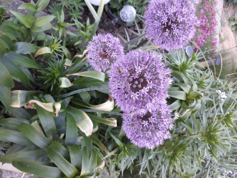  - Flori de grădină-2020