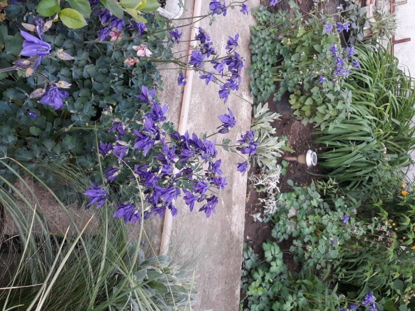  - Flori de grădină-2020