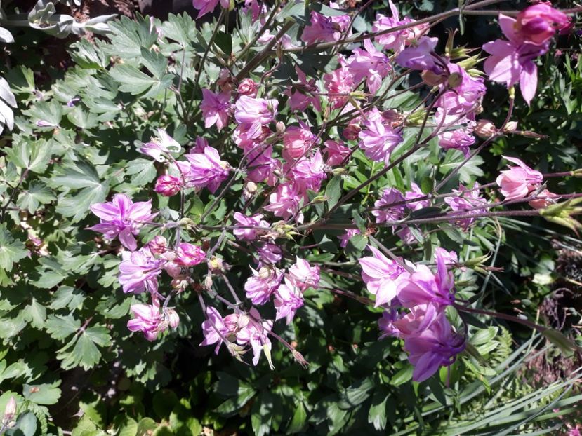  - Flori de grădină-2020