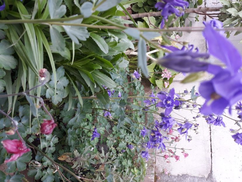  - Flori de grădină-2020